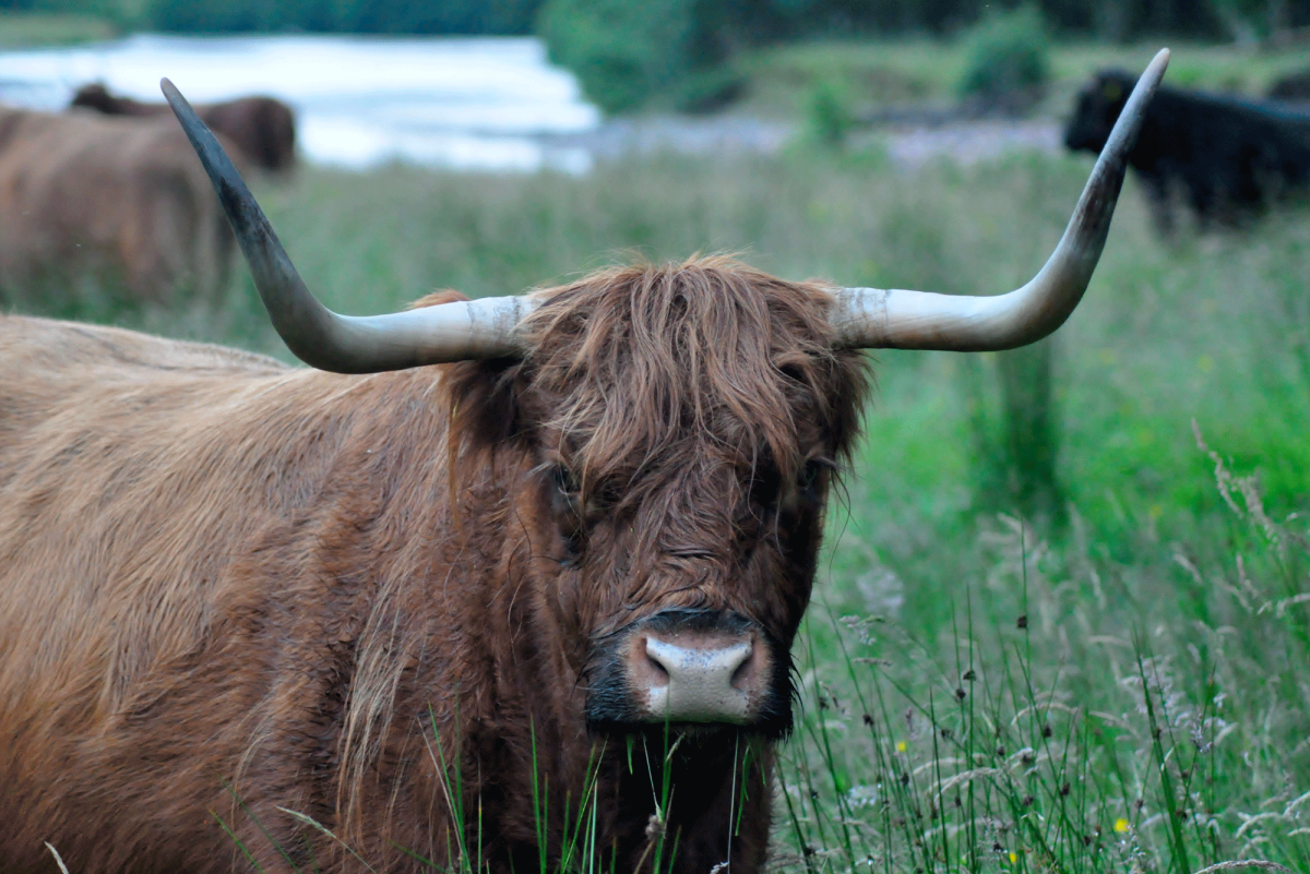 Oban Sea Tours - Explore Oban, What to see on our boat tour.